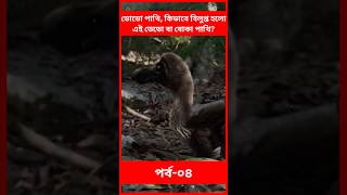 ডোডো পাখি, কিভাবে বিলুপ্ত হলো এই ডেডো বা বোকা পাখি? | Ep-04 | #dodo #birds #facts #amazingfacts