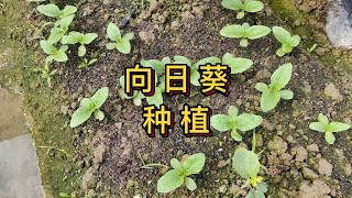 向日葵种植