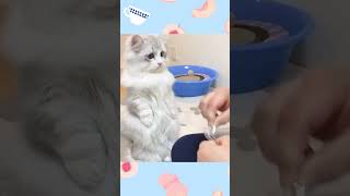 拿破仑短腿猫认真营业的一天～#萌宠 #曼基康矮脚 #拿破仑猫 #短腿猫 #猫