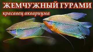 ЖЕМЧУЖНЫЙ ГУРАМИ - Красавец аквариума