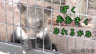 保護されたエゾヒグマのこども/ファンサービスを覚えた？小さなアイドル/エゾヒグマ/旭山動物園