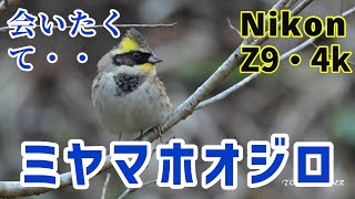 会いたくて・・ミヤマホオジロ ～多摩森林科学園 NikonZ9 4k