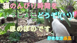 猫タイムTV #84 野良猫親子が私の家の庭に来た。猫のまったり時間を動画でどうぞ。ほのぼの👍 好きな方必見！できたらファンになってね。かわいい猫動画を見て癒されてくださいにゃ(=^・^=)