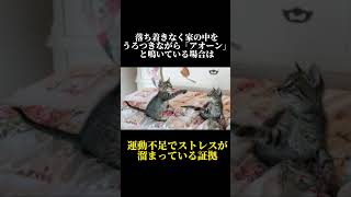 98%の人が知らない猫に関する雑学・豆知識Part46#shorts