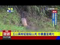 玉山黃喉貂獵殺山羌 珍貴畫面曝光【最新快訊】