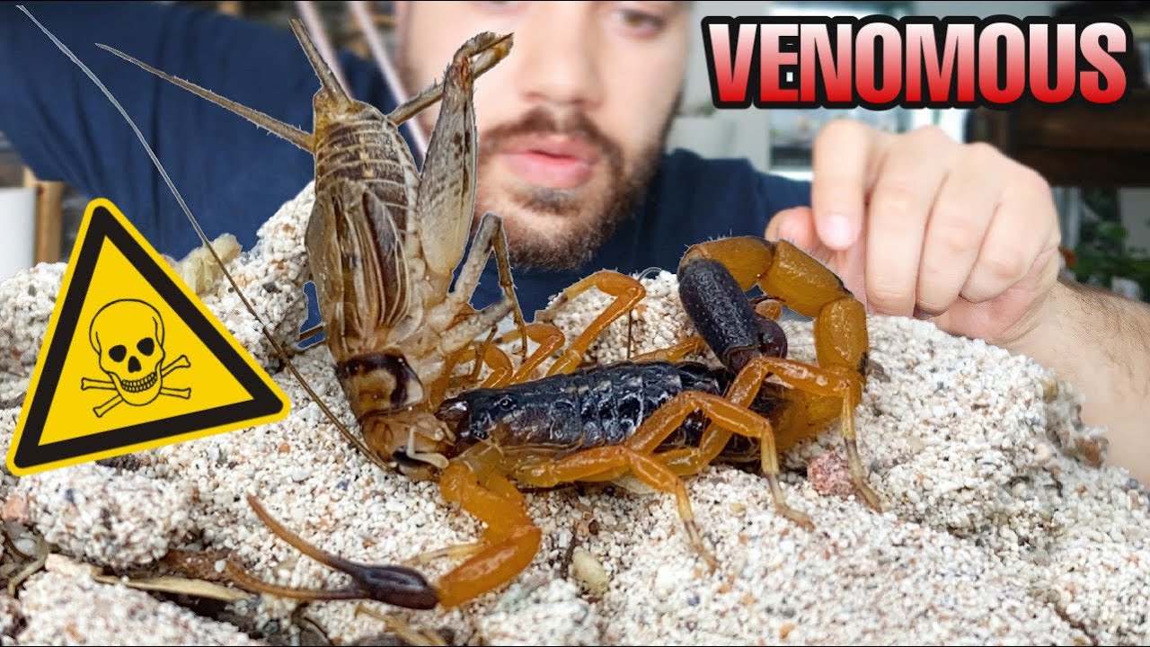 What happens when you feed VENOMOUS SCORPIONS... FAST TAKEDOWNS!