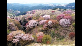 山肌染めるヤマザクラ 大田原の御亭山