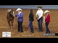 2022 ford aqhya world yearling fillies