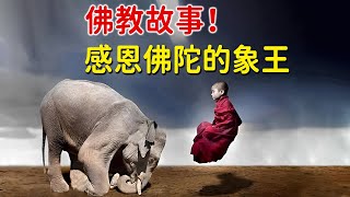 佛教故事：感恩佛陀的象王！對佛陀無比感激，在您的幫助下，我脫離了三界輪迴，獲得了極樂的幸福【佛緣故事】