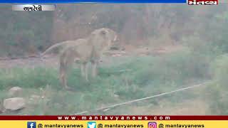 Amreli: A injured lion was seen near Raydi Dam, locals informed forest department