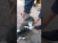 My brother tries to hug wild cats 🐈#shorts #new #cat #funny #animals #fyp  #cuteanimals #wholesome