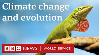 Can animals evolve to deal with climate change? - The Climate Question, BBC World Service