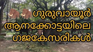 ഗുരുവായൂർ പുന്നത്തൂർ ആനക്കോട്ടയിൽ അൽപ നേരം ചിലവഴിച്ചപ്പോൾ @sumeshpazhanjikaran #guruvayoor