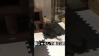 初めてのおもちゃ 猫じゃらし【猫動画】#猫 #shorts