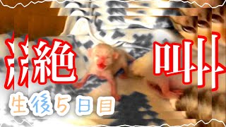 【生後5日目】ちょっとずつふわふわかわいい子猫になってきました【未熟児子猫成長日記】【Kittens Grow Up Vlog】