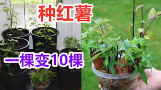 才2个多月就一大堆苗, 一棵变10棵！扦插定植, 种红薯/番薯/地瓜/山芋/白薯育苗