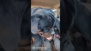 Champion Bloodline Rottweilers