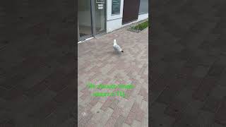 Не только люди ходят в ТЦ… #latvija #рекомендации #travel #atputa #birds #youtubeshorts #shopping