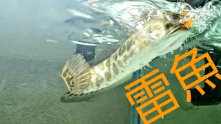 【雷魚の飼育】ライギョの捕食シーンを撮る！【久々】