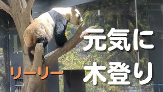 木に登るリーリー #上野動物園 Giant Panda Ri Ri [Japan]