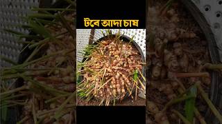 টবে আদা চাষ করার সহজ পদ্ধতি, m agri #shortvideo #viral #viralvideo