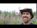 fireweed identification and description edible and medicinal