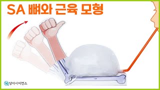 [과학실험 제작]SA 뼈와 근육 모형