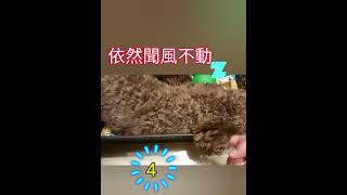 熟睡的coco與調皮的馬麻#dog #sleep #貴賓狗