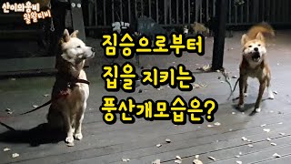 [ENG]🐶진돗개 발령l주인이 잘때 집을 지키는 진돗개와 풍산개의 모습은?🐾