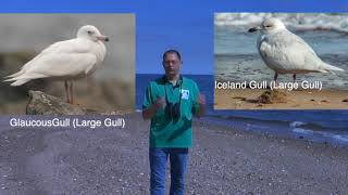 How To Identify Different Types of Gulls on Staten Island