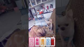 恰北北NaNa兇小哥哥