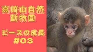 [#03] 高崎山自然動物園 ピースの成長記録