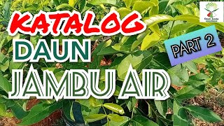 KATALOG DAUN JAMBU AIR (part 2). RHS, SALJU, KHIO JOK, CINCALO TEBU, dll