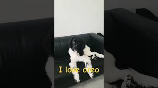 Try thus on ur dog #funny #oreo #puppy