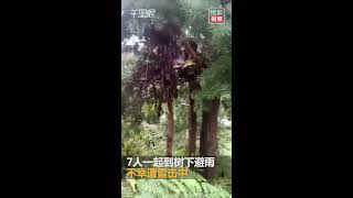 【云南】7名儿童躲树下避雨被雷击中 致4死3伤