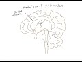 Schneid Guide to Diencephalon, Brainstem, and Cerebellum