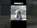 狗生幸福時刻😁 萌寵 治癒系the dog gave birth to the happy moments 😁 of pet for healing