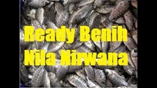 Jual Bibit Ikan nila Nirwana 3