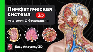 Лимфатическая система: Анатомия & Физиология | Введение | Easy Anatomy