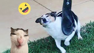 Funniest Cats And Dogs s 😁 - Best Funny Animal s 2024 🥰#10