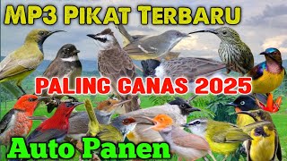 Pakai Suara Pikat Ini Dijamin Pasti Panen Burung ‼️