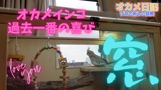 オカメインコ オカメ日記 第03話 過去最も喜んだケージ改造【窓】