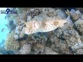 【4k 水中映像】イガグリフグ yellow spotted porcupinefish cyclichthys spilostylus