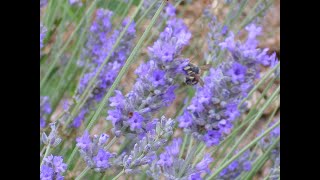 Oil Educator: Spike Lavender essential oil