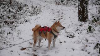 柴犬チャコ、初冬の区界高原で遊ぶ