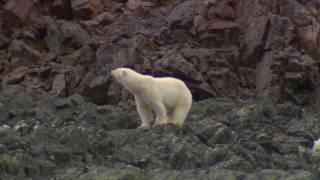 Arctic Polar Bears - Nunavut, Canada