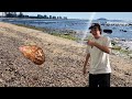 Quick micro seashell pile search at high tide! Finding tiny shells in Australia!