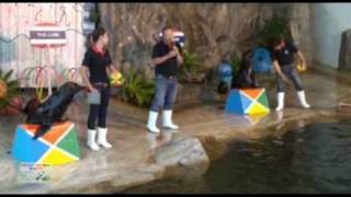 แสดงแมวน้ำแสนรู้ Seal Show | สวนสัตว์เชียงใหม่ CHIANG MAI ZOO