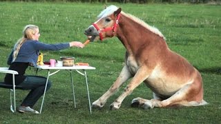 Funny Horse Videos - Try Not To Laugh [BEST OF]