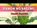 Dahon ng saging / Gamot sa sakit